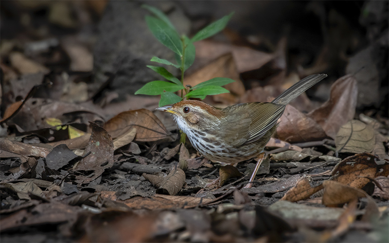 Puff-throated Babbler (Pellorneum ruficeps) at Cat Tien Bird Hides - Southern Vietnam. Photo by: Phuc Le - Vietnam Bird Photography Tours - Vietbirdphototours.com